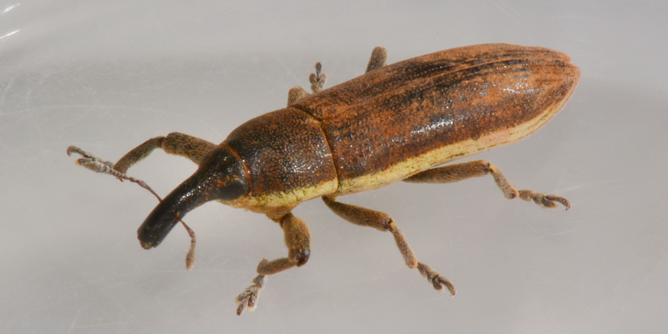 Curculionidae: Lixus juncii, femmina